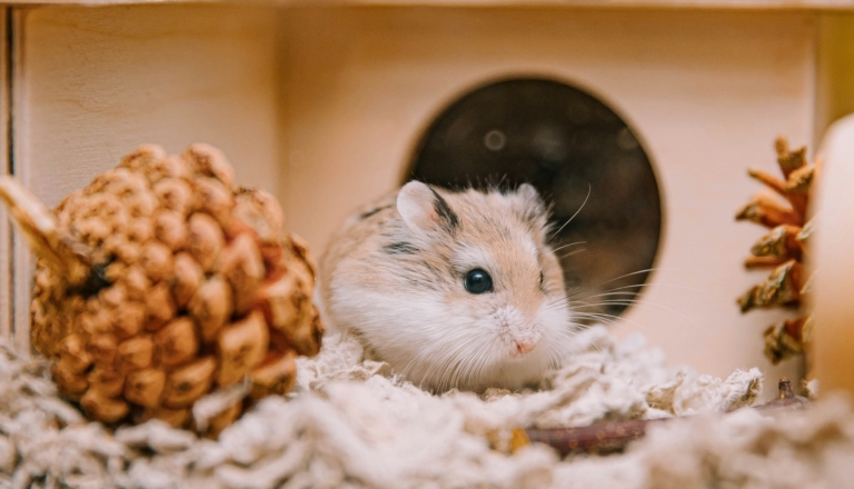 Image of a hamster in its enclosure, which contains two pinecones and sawdust on the bottom.